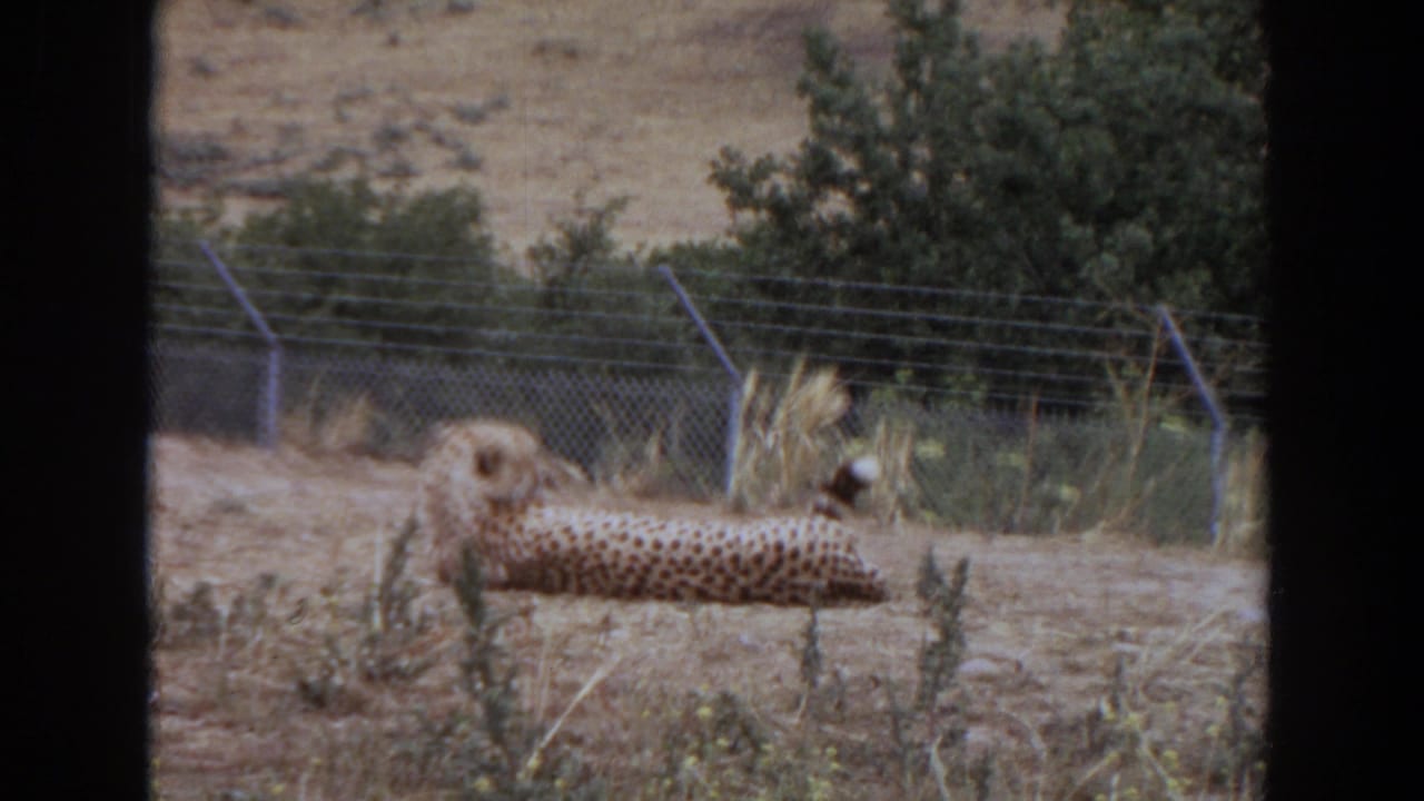 The cheetah remains stretched out in the 1974 Irvine enclosure, with shrubs and chain-link fencing behind it.