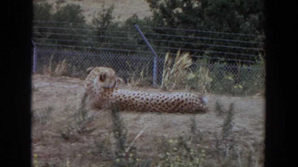 A closer 8mm frame shows the resting cheetah partly screened by foreground weeds in the Irvine enclosure.