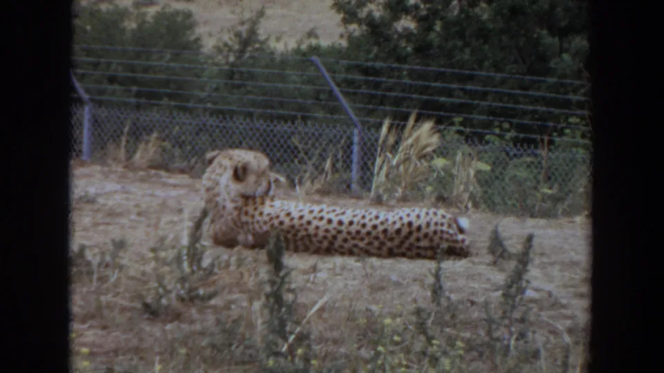 The final frame holds on the cheetah lying calmly in the 1974 Irvine fenced enclosure, with shrubs and dry ground visible.