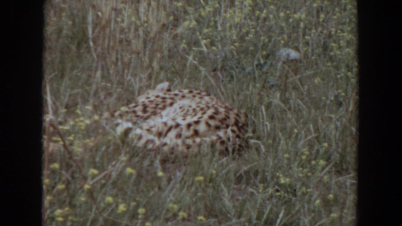Spotted big cat resting in tall grass with yellow wildflowers.
