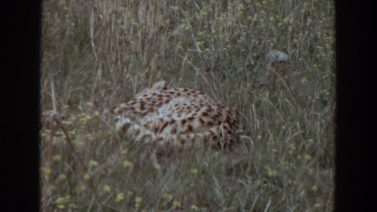 The leopard-like animal remains still in tall grass, its spotted coat visible through the soft 8mm frame.