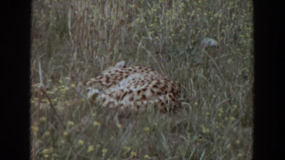 The leopard-like animal remains still in tall grass, its spotted coat visible through the soft 8mm frame.