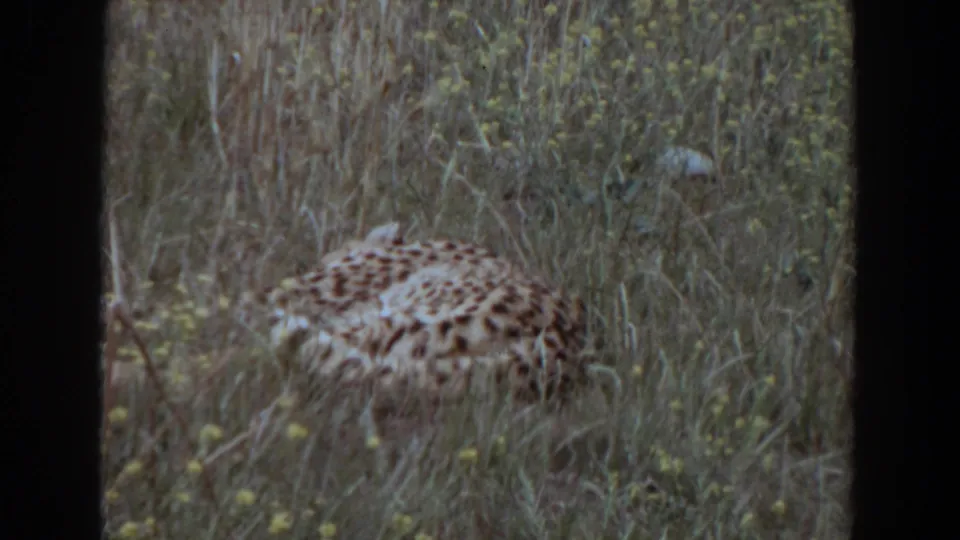 The animal appears curled or crouched in the same grassy outdoor setting, seen through grainy 1970s 8mm film.