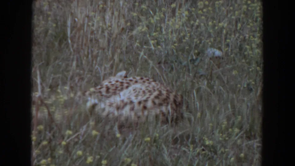 A leopard-like spotted cat lies still in tall grass, with soft focus and visible 8mm film borders.