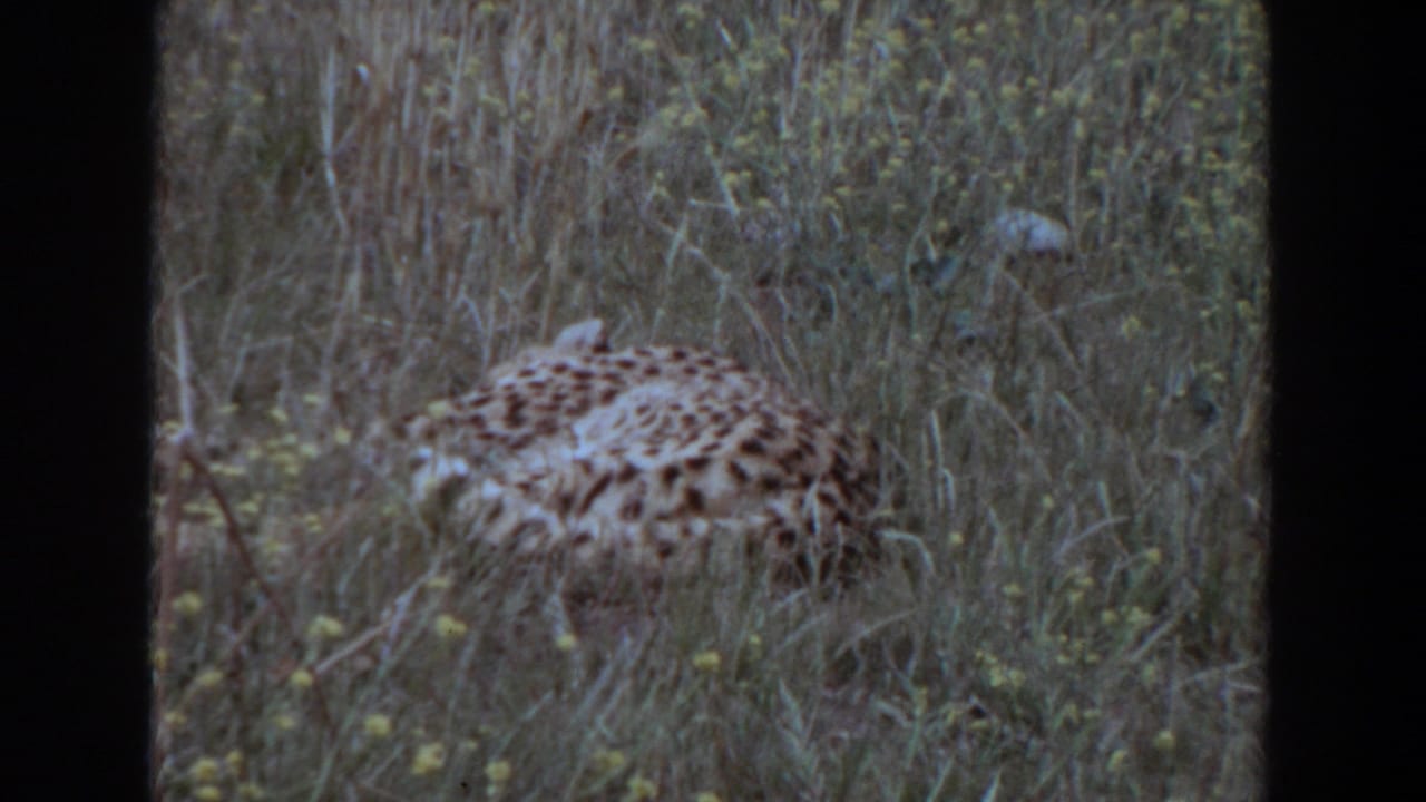 A cheetah rests partly hidden in tall grass in 1974 Irvine home-movie footage, with soft 8mm color and visible frame edges.
