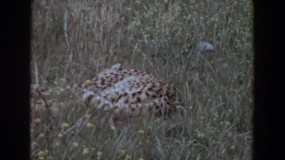 A cheetah rests partly hidden in tall grass in 1974 Irvine home-movie footage, with soft 8mm color and visible frame edges.