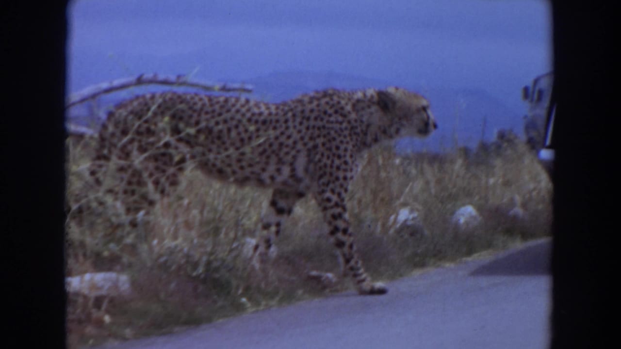 Cheetah walking beside a paved road with dry grass and a vehicle edge nearby.