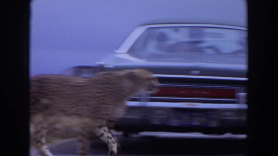 A cheetah passes close to a dark 1970s sedan on a paved road, with occupants faintly visible through the windows.