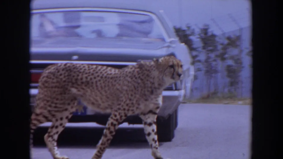 The cheetah continues along the road beside a dark sedan, with dry roadside plants and fencing visible in the background.