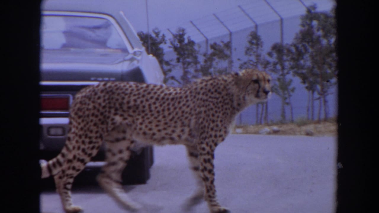 Cheetah walking beside a parked car on a paved road.