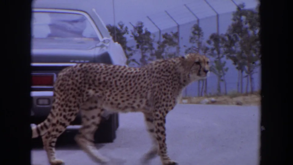 A cheetah walks left to right on a paved road in Irvine, California, in 1974, with a classic car and fence visible behind it.