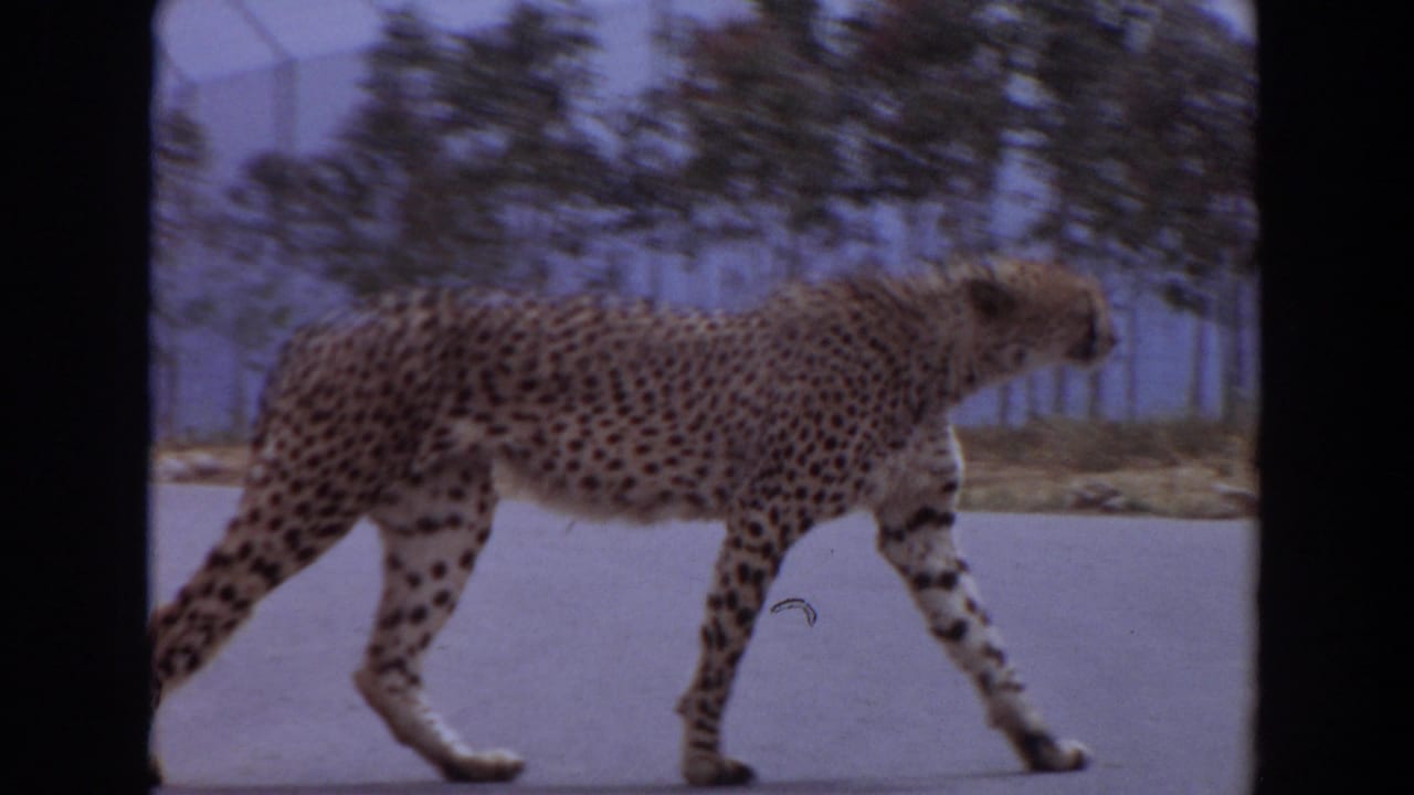 The cheetah continues across the paved road in the 1974 Irvine footage, framed by roadside trees, fencing, and visible 8mm borders.