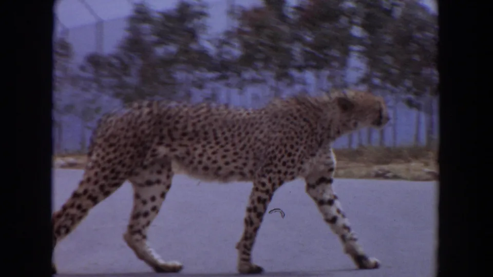 The cheetah continues across the paved road in the 1974 Irvine footage, framed by roadside trees, fencing, and visible 8mm borders.