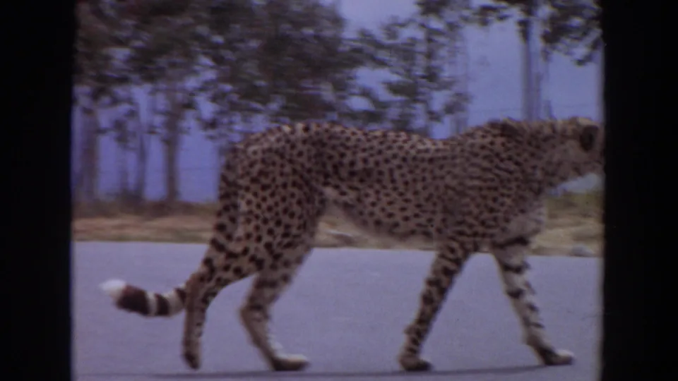 A cheetah with a clearly striped tail walks along the road in the 1974 Irvine home-movie footage, with trees and a fence in the background.