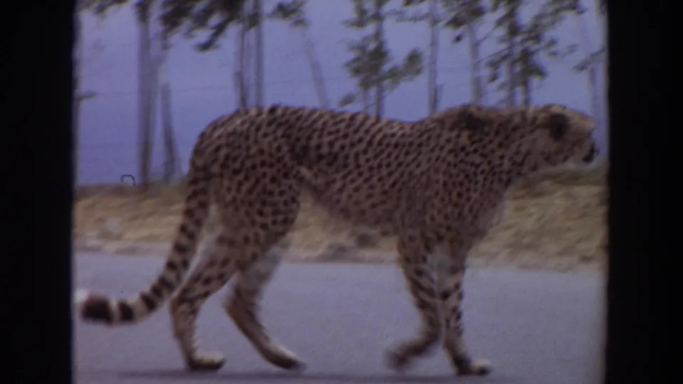 The cheetah nears the right side of the frame in the 1974 Irvine road scene, with soft 8mm texture and a tree-lined enclosure behind it.