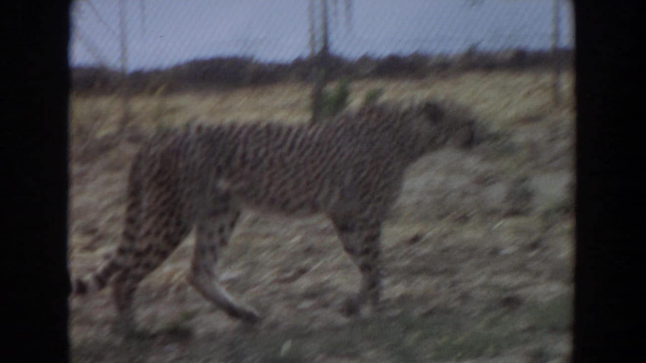 Cheetah in a dry fenced enclosure, filmed from a visitor viewpoint in Irvine, California, 1974.