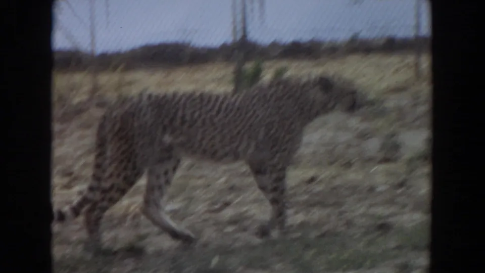 Cheetah in a dry fenced enclosure, filmed from a visitor viewpoint in Irvine, California, 1974.