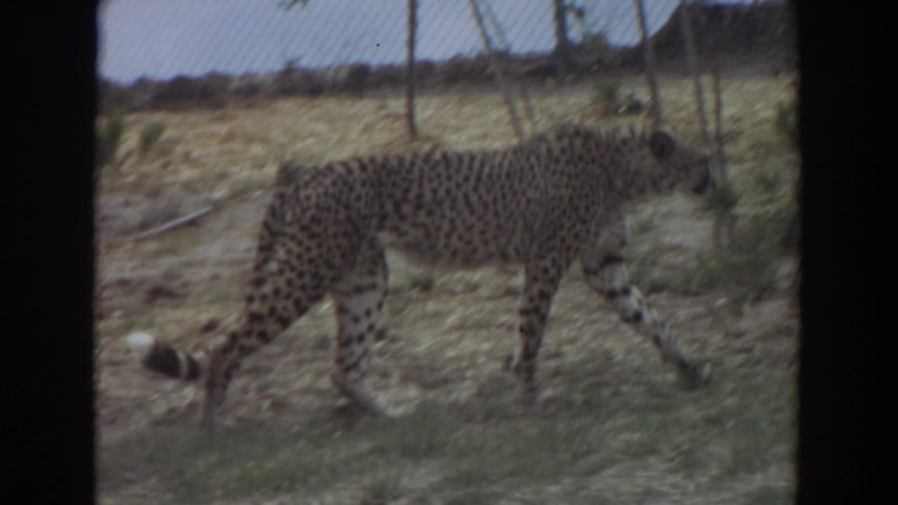 Cheetah walking in profile near sparse plants and chain-link fencing.