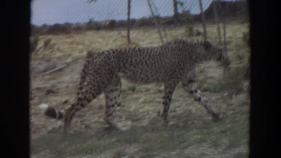 Profile view of a cheetah walking through a dry zoo or wildlife-park enclosure in 1974 Irvine footage.