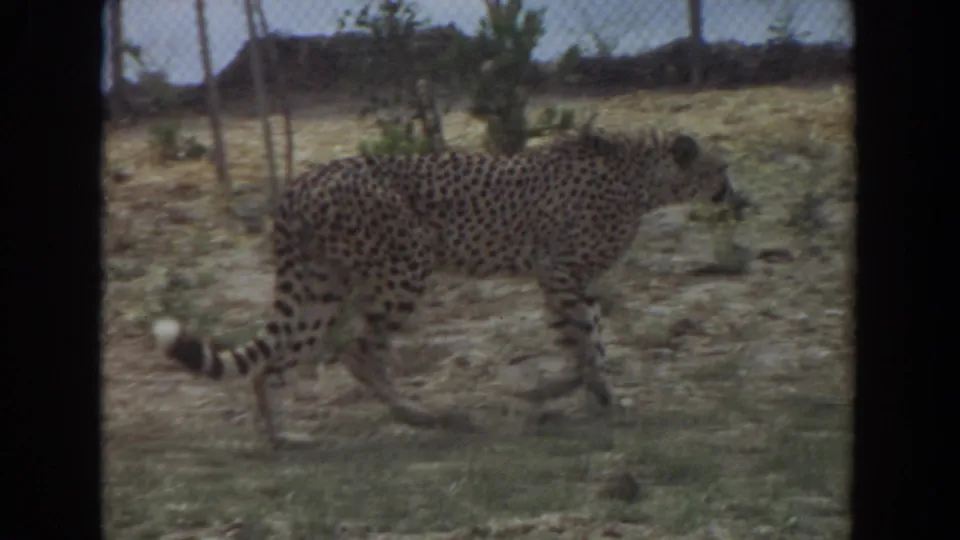 A cheetah continues across the enclosure in grainy 8mm footage from Irvine, California, dated 1974.