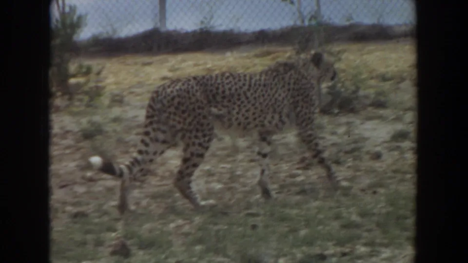 Cheetah walking rightward through a dry fenced setting, with vintage 8mm grain and muted color.
