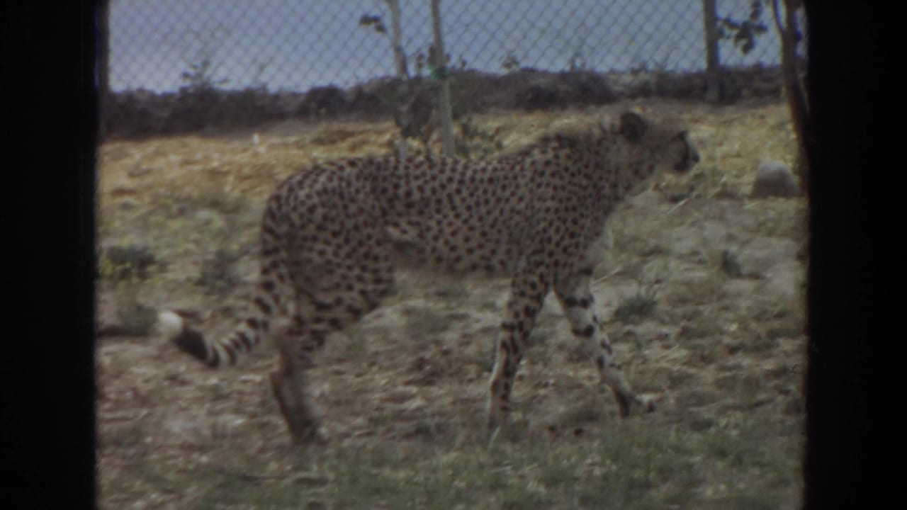 Cheetah walking across a dry fenced enclosure.