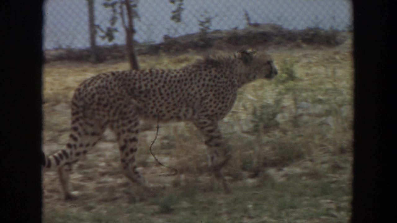 Cheetah continues walking across a dry fenced enclosure, seen through soft 8mm framing in Irvine, California.