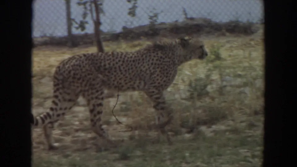 Cheetah continues walking across a dry fenced enclosure, seen through soft 8mm framing in Irvine, California.