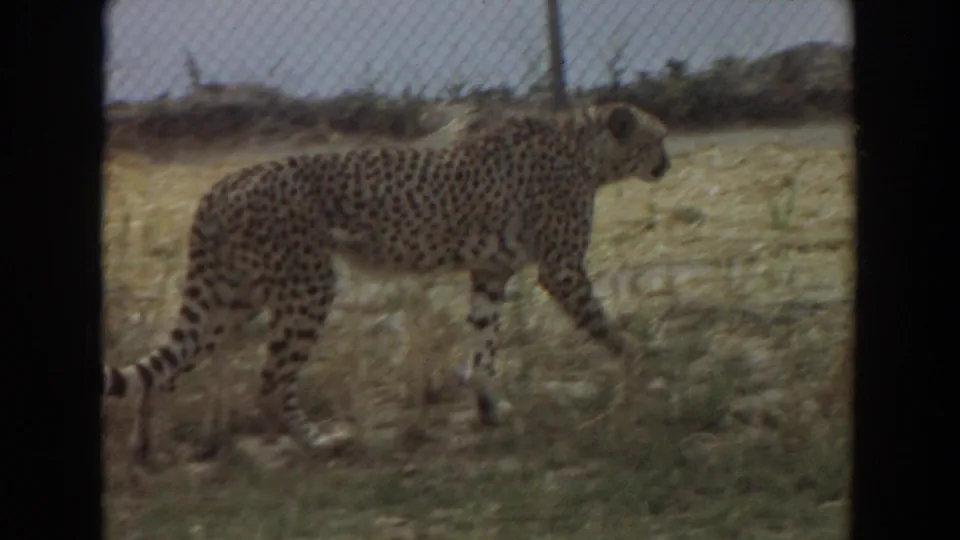 Profile view of a cheetah walking across dry grass and dirt in the fenced Irvine enclosure.