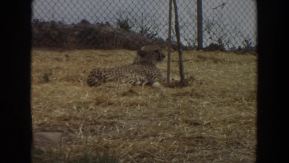 Cheetah rests on dry grass near posts and chain-link fencing in the 1974 Irvine enclosure footage.