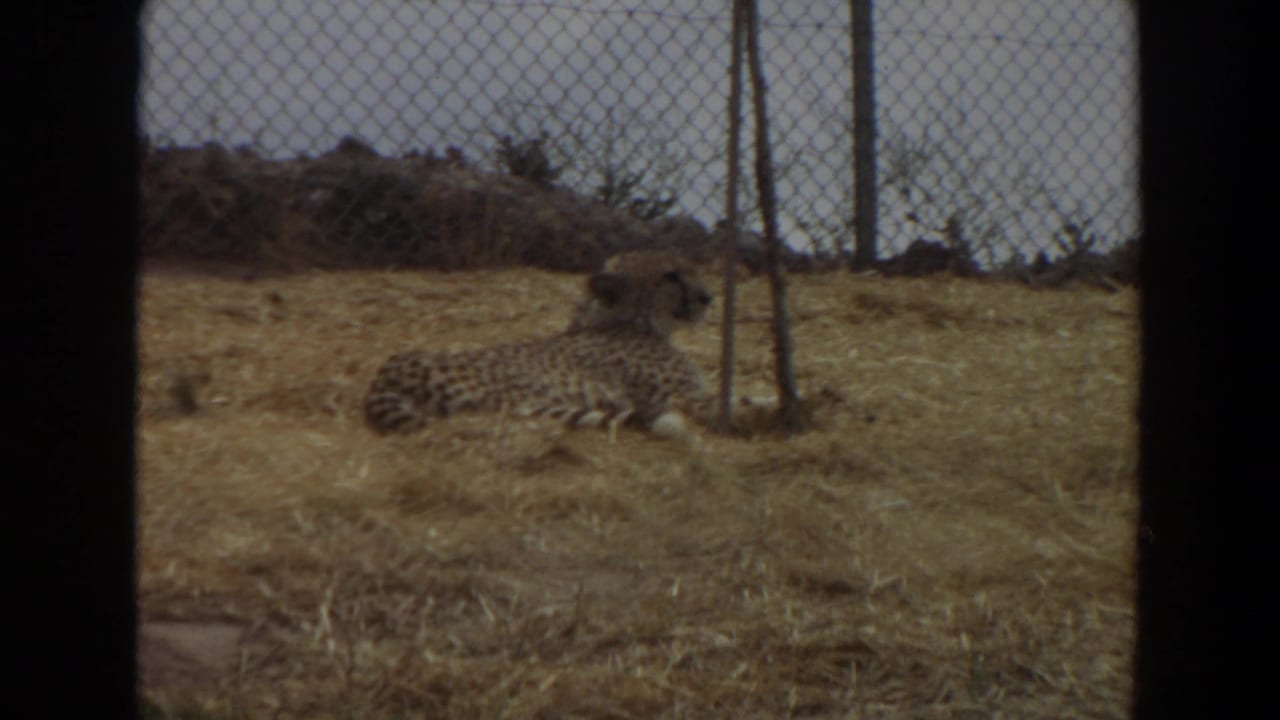 Cheetah lying on dry straw near a chain-link fence.