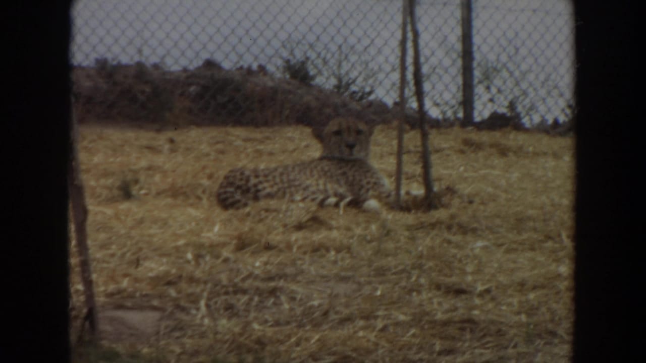 Resting cheetah seen through chain-link fencing and dark frame edges.