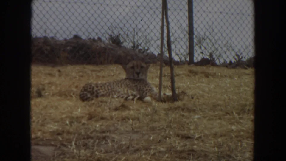 A 1974 8mm frame shows the cheetah still lying in the enclosure, with dry straw and fencing filling the view.