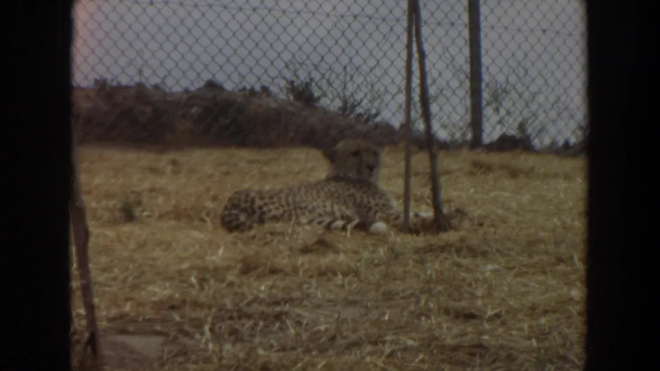 The final frame keeps the cheetah centered low in the Irvine enclosure, framed by fence mesh, posts, and dark film borders.