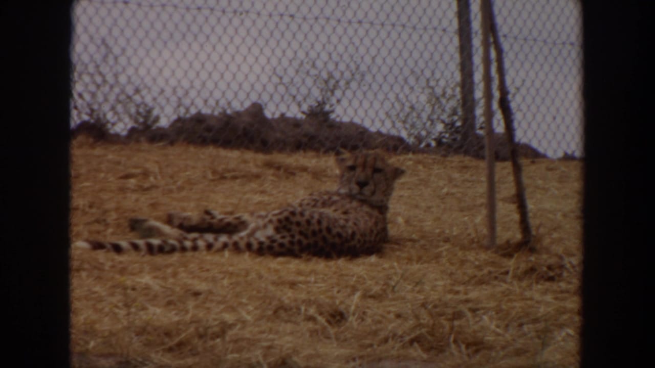 A cheetah rests on dry straw inside a chain-link enclosure in 1974 Irvine home-movie footage.