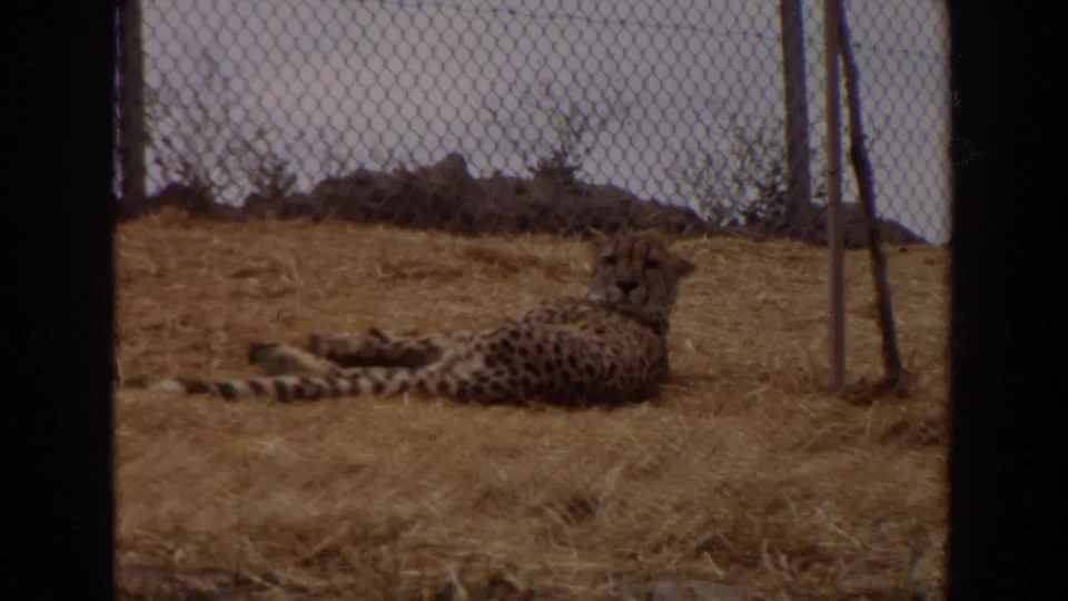 The cheetah remains lying in the dry fenced enclosure, its ringed tail visible along the straw.