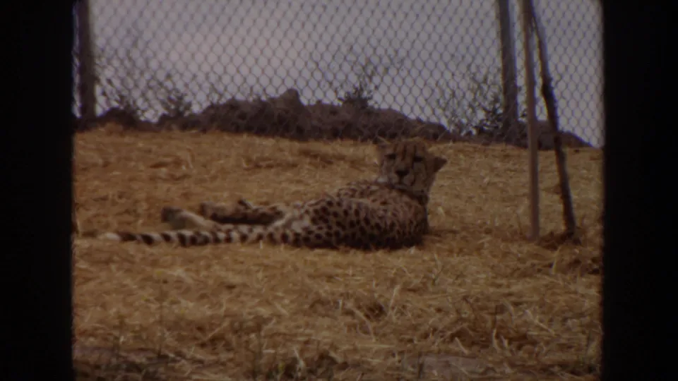 In this 1974 Irvine frame, the cheetah lies on straw and appears to face the home-movie camera through fencing.
