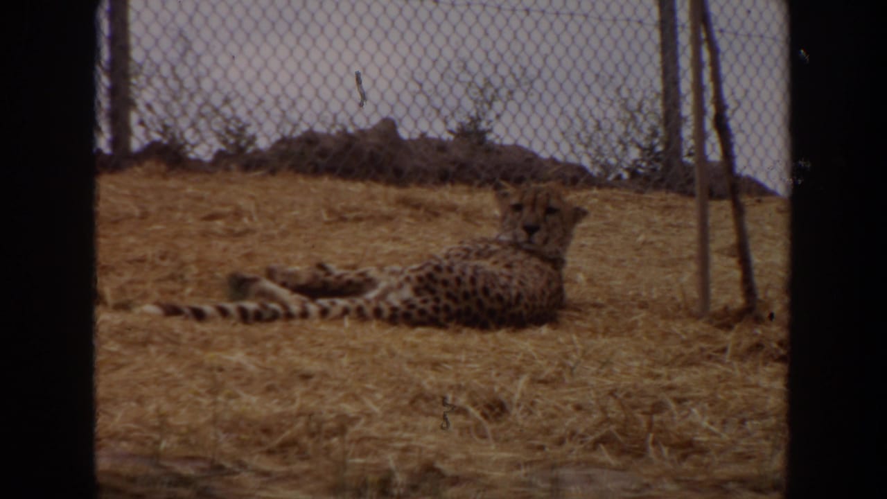 Cheetah lying on straw behind chain-link fencing.