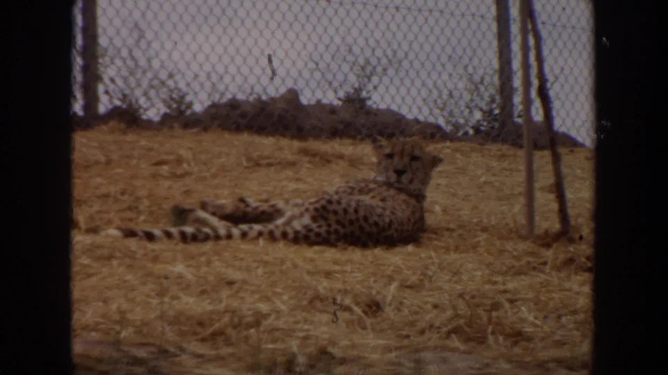 A cheetah rests on straw inside a chain-link enclosure in 1974 Irvine, California home-movie footage.