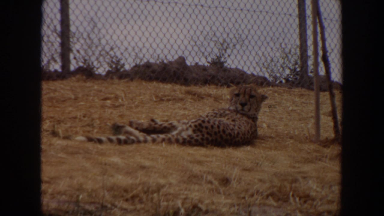 Cheetah resting on its side in a fenced enclosure.