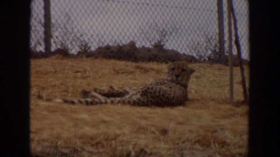 The cheetah remains lying on dry straw behind chain-link fencing in the Irvine wildlife setting.