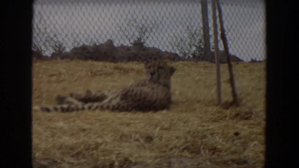 A slightly softer 8mm frame shows the cheetah turned away, still resting inside the fenced Irvine enclosure.