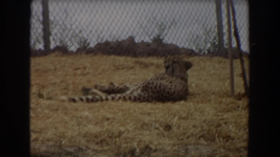 The cheetah continues resting on straw, framed by dark film edges and chain-link fencing in the 1974 Irvine footage.