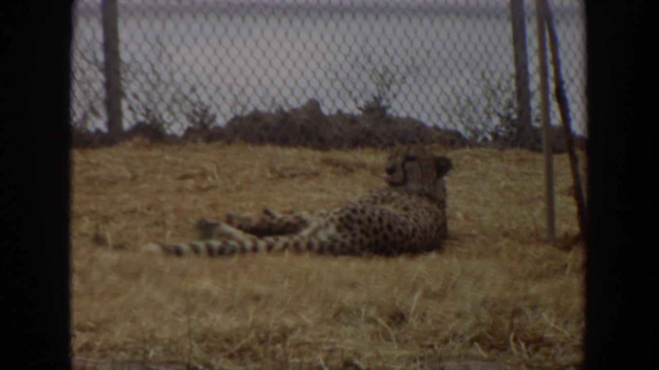 1974 Irvine home-movie frame showing a spotted big cat lying on dry straw behind chain-link fencing in an outdoor enclosure.