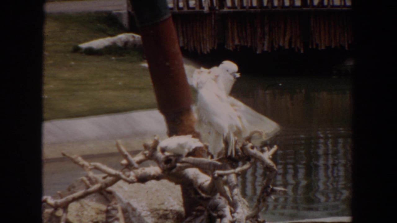 White cockatoos perched on branches beside pond water.