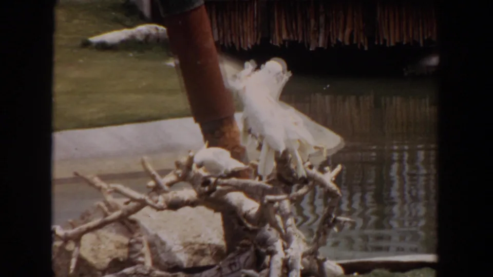 1974 Irvine home-movie frame showing white cockatoos clustered on branches beside rippled pond water and a thatched structure.