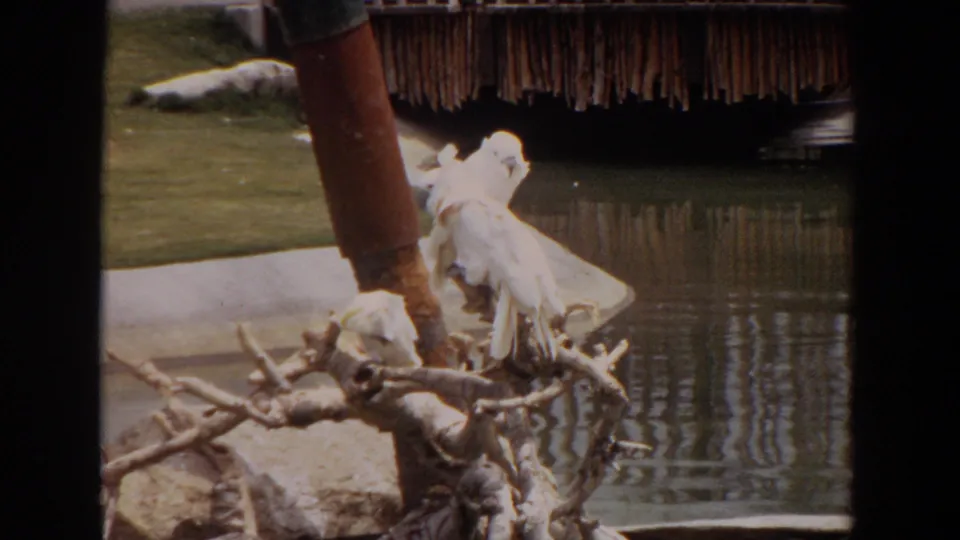 1974 Irvine home-movie frame showing a white cockatoo perched on branches near a pond, with another pale bird shape in the background.