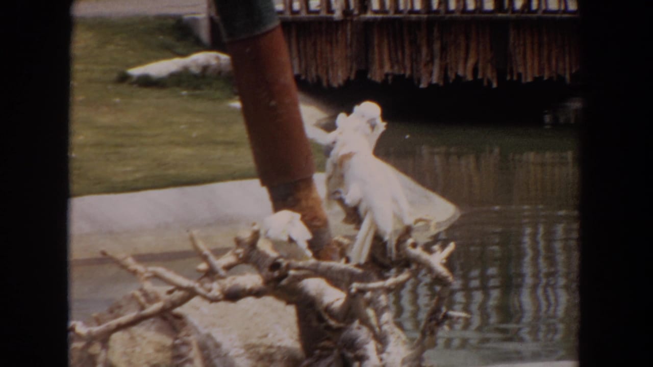 White cockatoos perched on bare branches beside a pond.