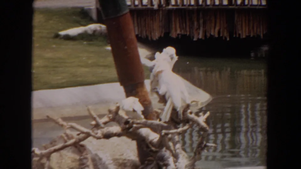 1974 Irvine 8mm frame showing white cockatoos on weathered branches near rippled pond water and a thatched structure.