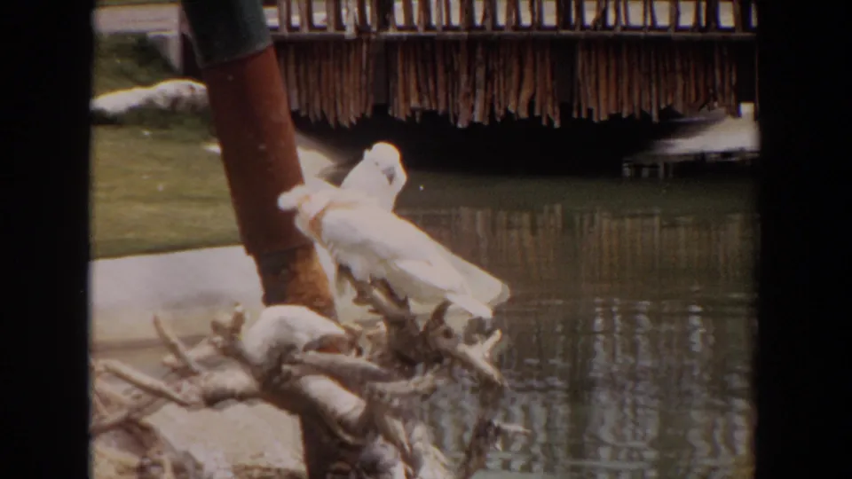 1974 Irvine 8mm frame showing a white cockatoo shifting or preening on a branch perch beside a landscaped pond.